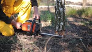 Trusted Rochelle, IL Tree Care Services Experts